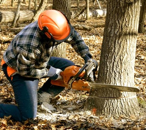 Tree Removal in Aberdeen, MD
